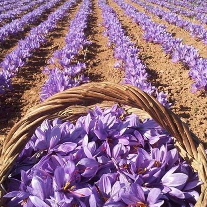 خواص زعفران