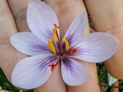 طرز تهیه ته‌چین مرغ