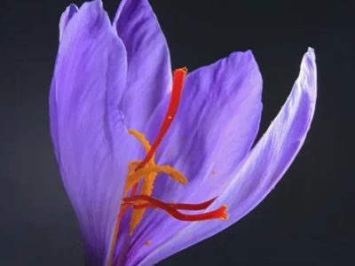 غذاهای بین‌المللی با زعفران